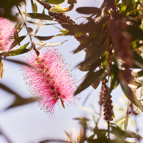 Summer Programming 2025 no logo