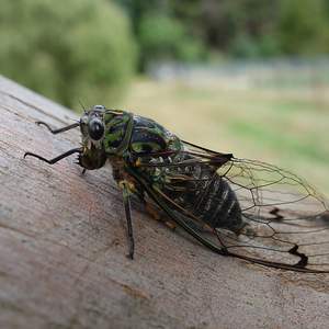Chorus cicada 1200