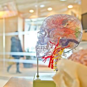 Maintain Your Brain