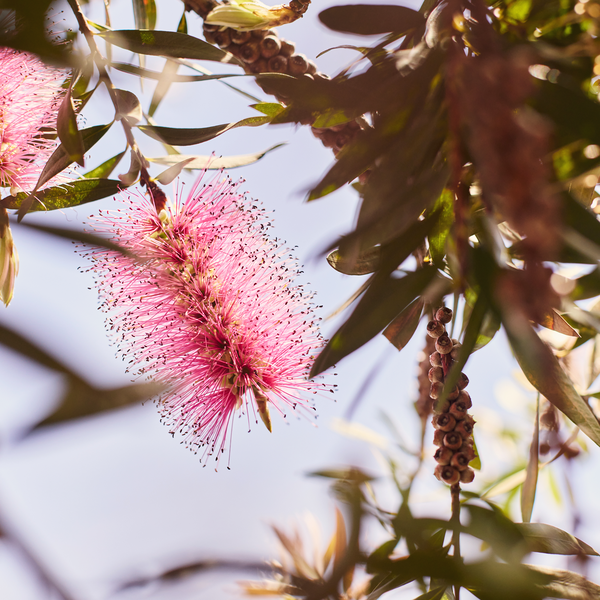 Summer Programming 2025 no logo