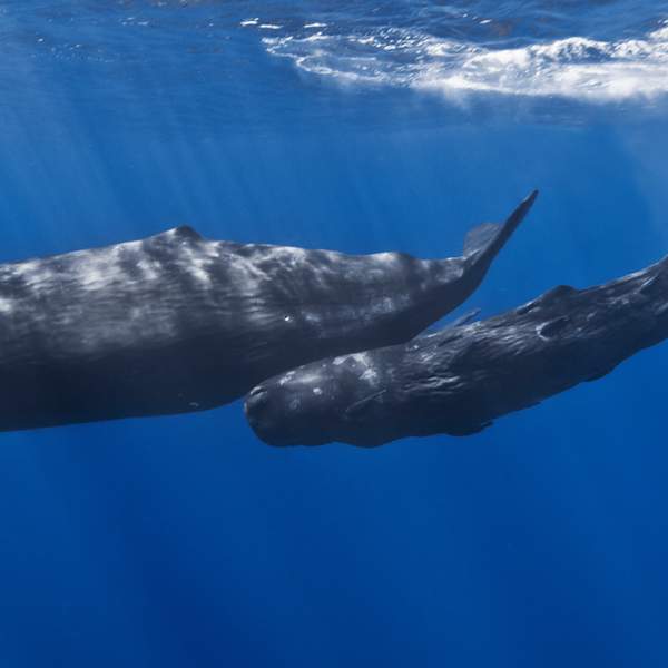 Mother and Baby Sperm Whale