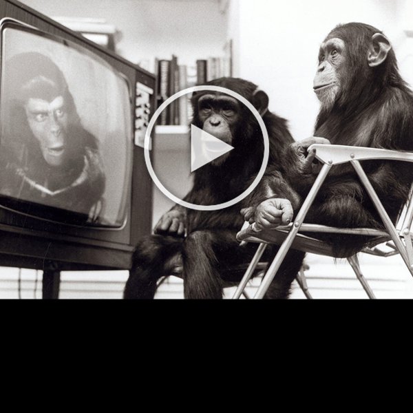 Watch The Primal Screen x Melbourne Knowledge Week Live Stream