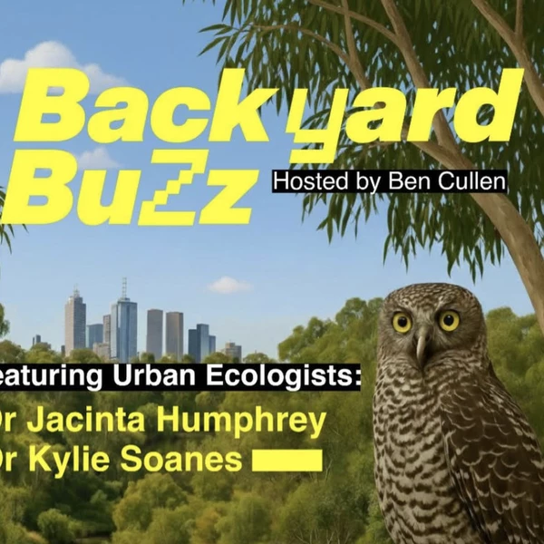 Backyard Buzz
