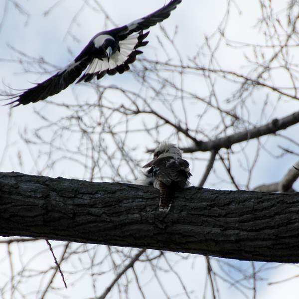 Magpie Swooping Kookaburra