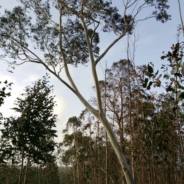 Eucalyptus-Pauciflora-Snow-Gum-Tree