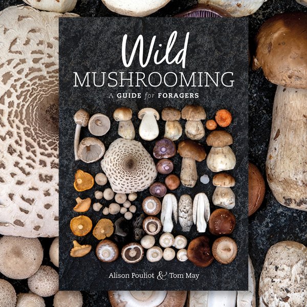Slow Mushrooming Explained On Uncommon Sense