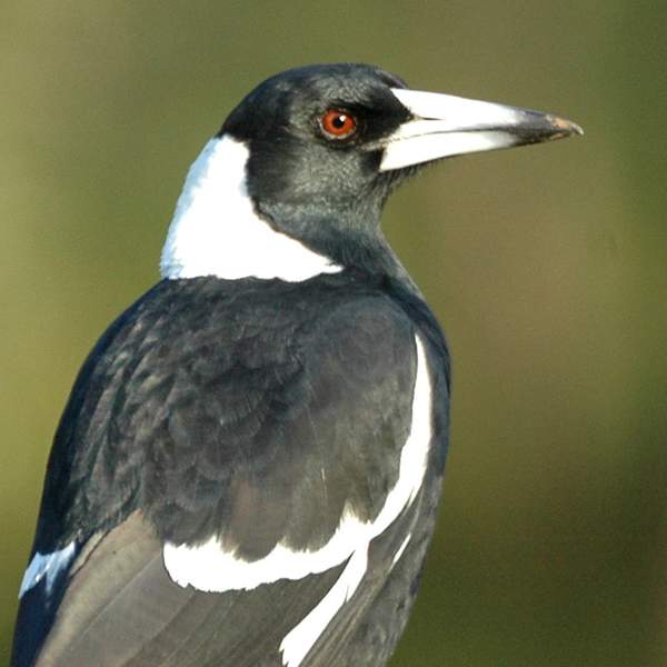 Magpie