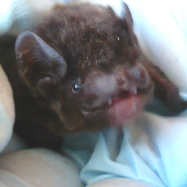 Melbourne Bat Box Project