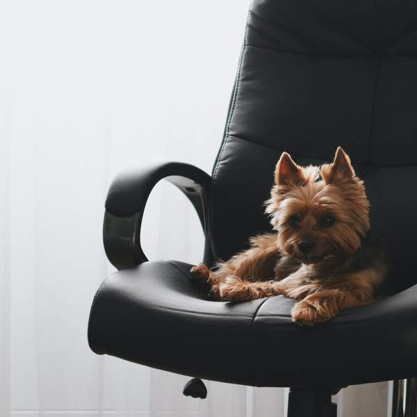 Dog on Chair Stock Image