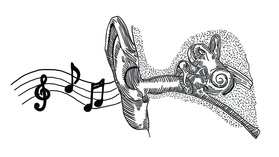 Ear Illustration