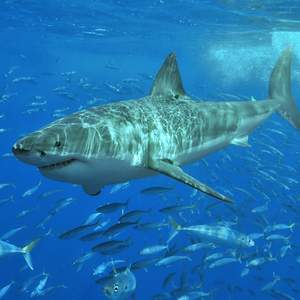 Shark