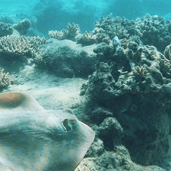 Reef Restoration Foundation