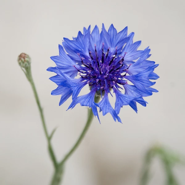 Blue cornflower