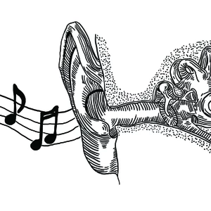 Ear Illustration