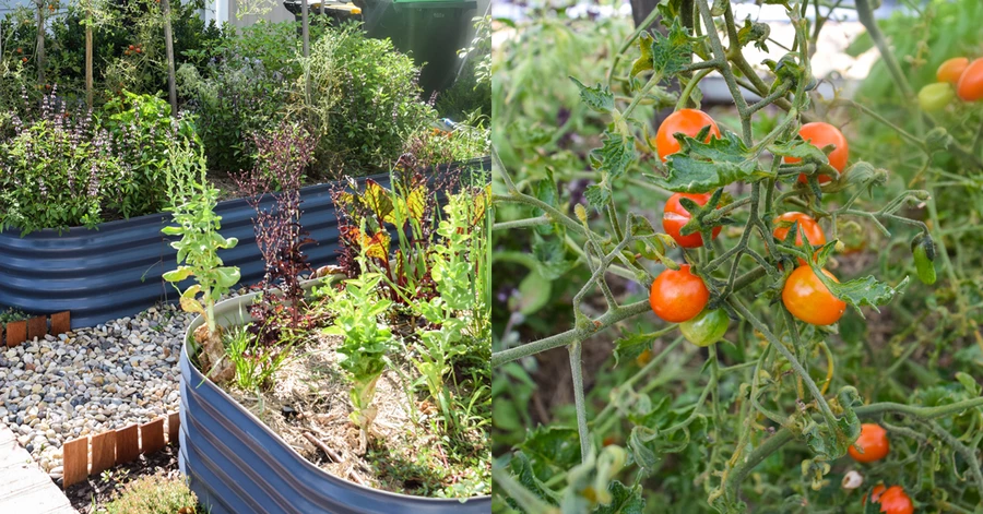 Gardening Story Veggies