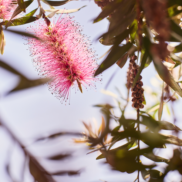 Summer Programming 2025!