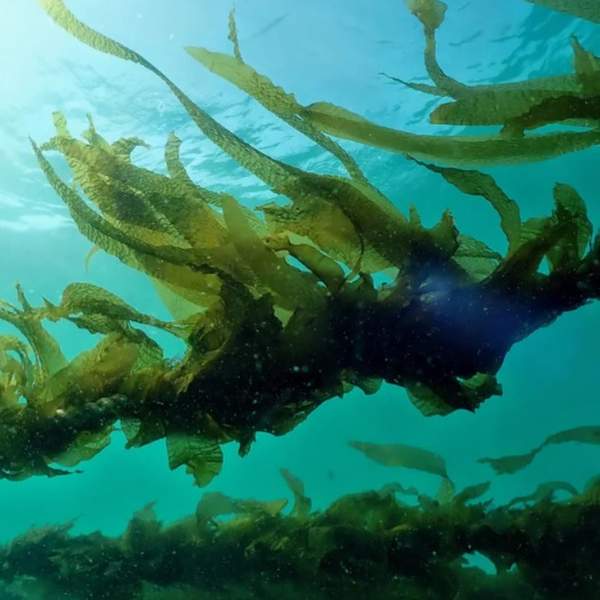 wakame