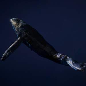 Whale