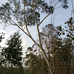 Eucalyptus-Pauciflora-Snow-Gum-Tree