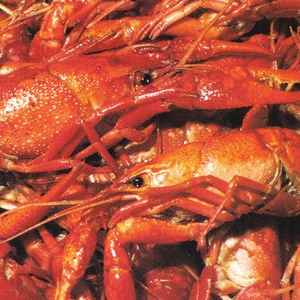 Son Of Crawdaddy Feature Image