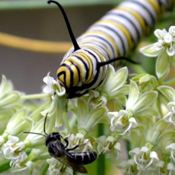 Insects