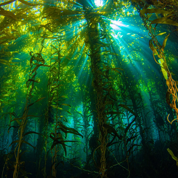 Radio Marinara: Carbon Capture and Seaweed