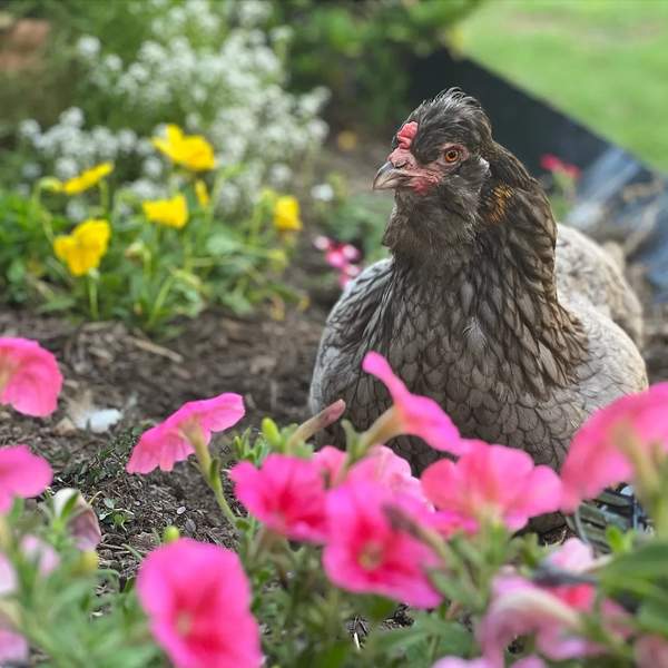 Rick Morton Chicken