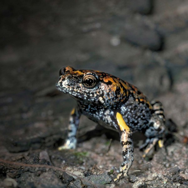 Museums Online Frog