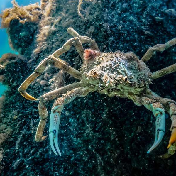 spider-crab-mornington
