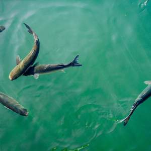 Swimming Fish Stock Image