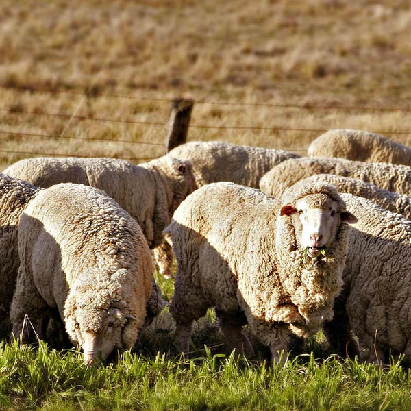 Sheep