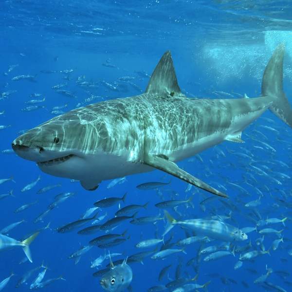 Shark
