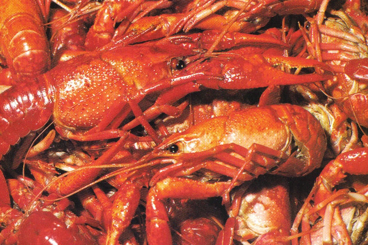 Son Of Crawdaddy Feature Image