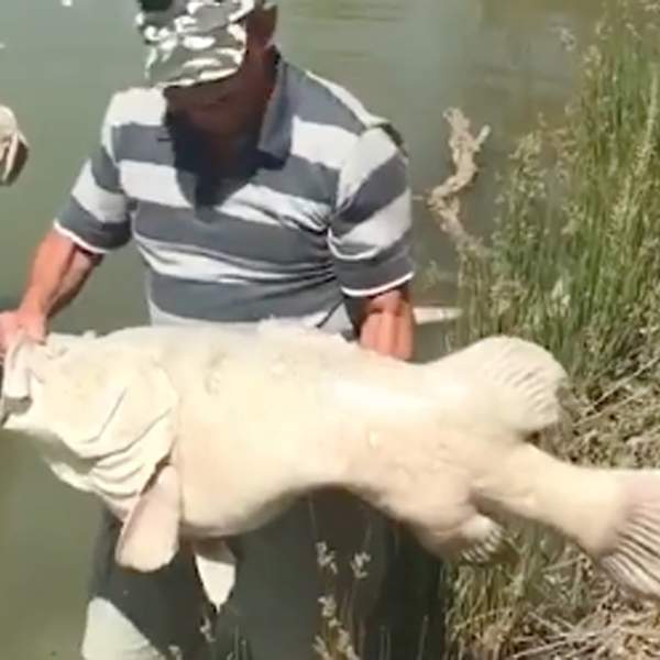 Murray Darling Disaster