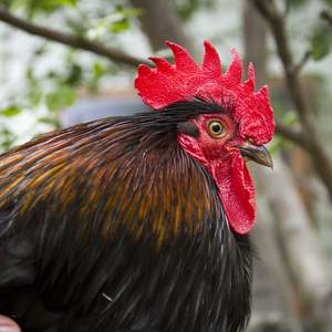Chooks
