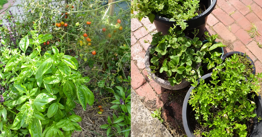 Gardening Story Herbs