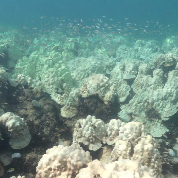 Cheeca Rocks, Florida Keys Mass Coral Bleaching Event 2023