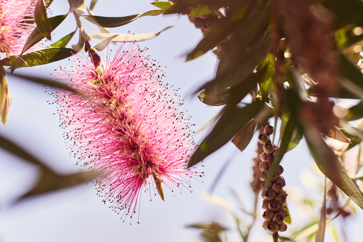 Summer Programming 2025 no logo