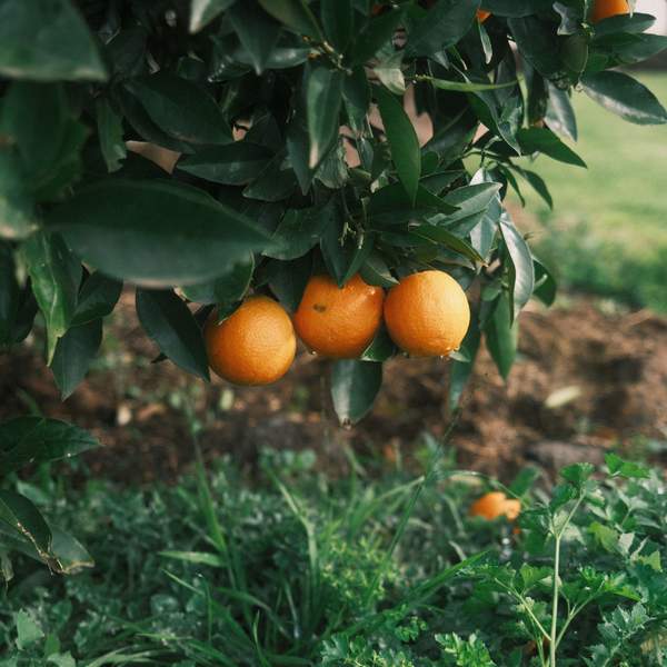 Fruit Tree Stock Image