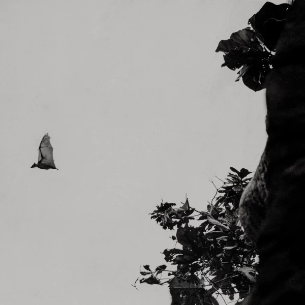 Mystifying Melbourne Program Image