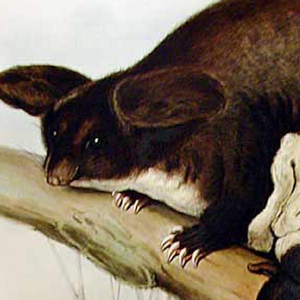 Great Glider Illustration