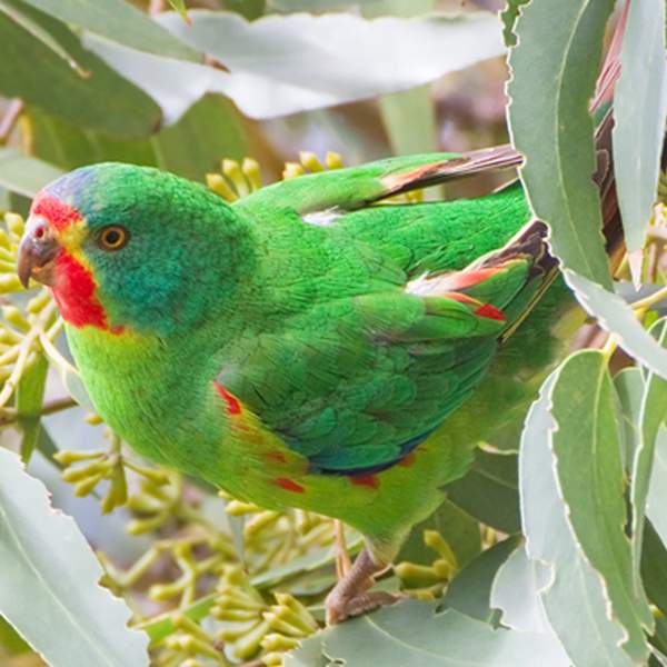 Swift Parrot (Lathamus discolor), Bruny Island, Tasmania, Australia 1200
