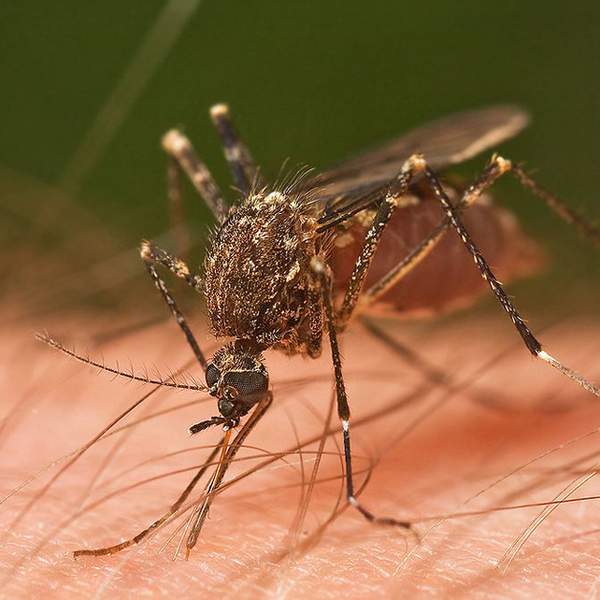 Mosquito on Skin