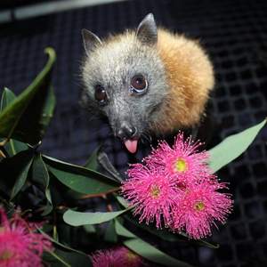 Fly By Night Bat Clinic