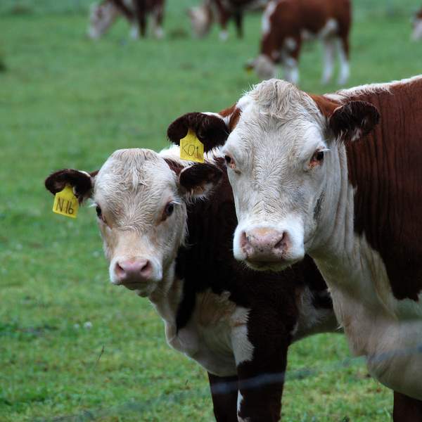 creative-commons-dairy-cow-2024