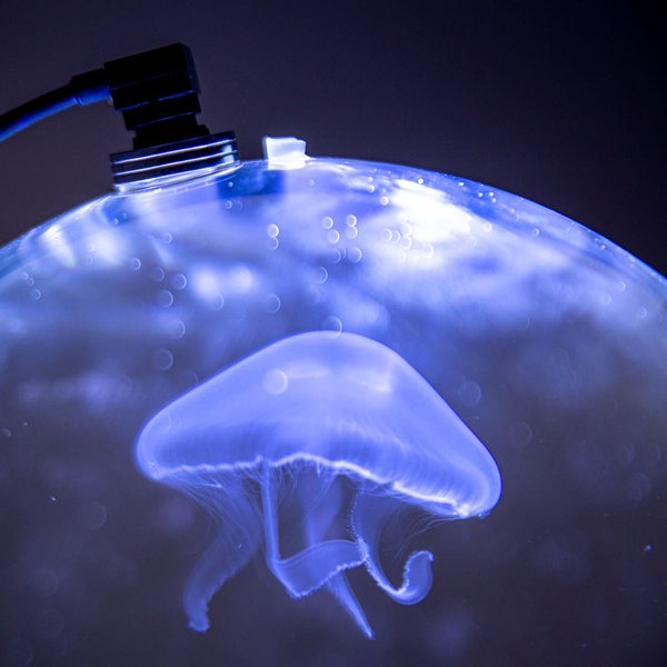 Byte Into IT: Creating Art with Jellyfish Mathematics