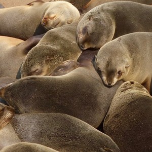 Seals