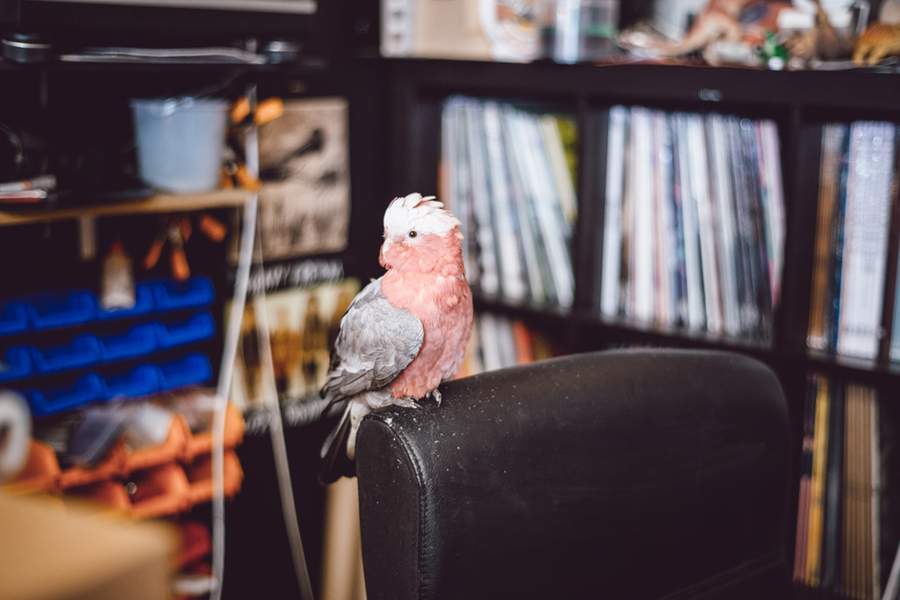 Thornbury Records - 1