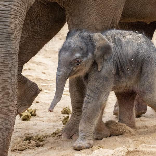 Segments: Breakfasters: Melbourne Zoo Welcomes Their Newest Arrival.. A ...