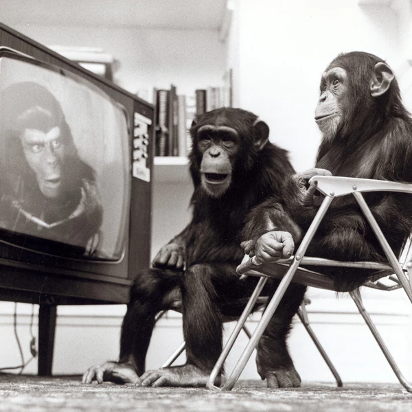 Primal Screen Program Image